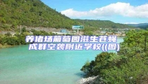 養豬場葡萄園滋生蒼蠅 成群空襲附近學校((圖)