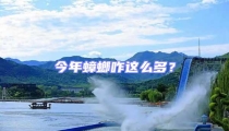 今年蟑螂咋這么多?