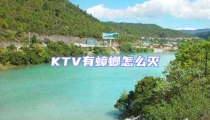 KTV有蟑螂怎么滅