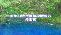 家中白蟻入侵啃掉他數(shù)萬(wàn)元家私