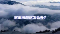 家里鬧白蟻怎么辦?