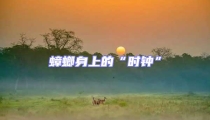 蟑螂身上的“時鐘”