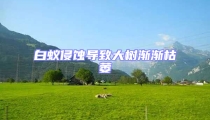 白蟻侵蝕導致大樹漸漸枯萎