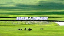 螞蟻對(duì)人類的危害