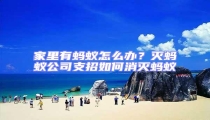 家里有螞蟻怎么辦?滅螞蟻公司支招如何消滅螞蟻