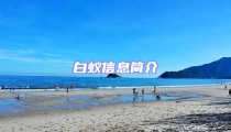 白蟻信息簡(jiǎn)介