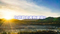 白蟻的危害有哪些?