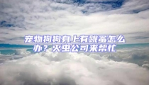 寵物狗狗身上有跳蚤怎么辦?滅蟲公司來幫忙