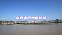 室內老鼠如何預防
