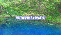 環山綠道白蟻成災