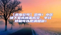 【殺蟲公司】恐怖!小區(qū)地下室成跳蚤成災(zāi),半分鐘就可以爬滿腿部!
