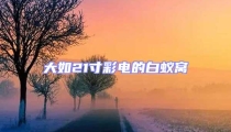 大如21寸彩電的白蟻窩