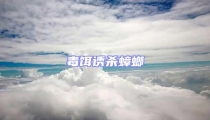 毒餌誘殺蟑螂