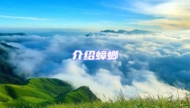 介紹蟑螂