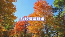 白蟻誘殺技術
