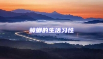蟑螂的生活習性