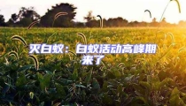 滅白蟻:白蟻活動高峰期來了