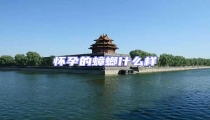懷孕的蟑螂什么樣