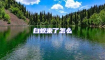 白蟻來了怎么