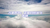 入夏時節:正值白蟻出飛高峰