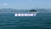 家里發現白蟻了