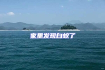 家里發現白蟻了