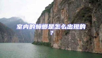 室內(nèi)的蟑螂是怎么出現(xiàn)的?