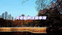 滅老鼠的注意事項