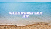 4月是白蟻頻現(xiàn)紛飛的高峰期
