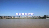 最好的蟑螂藥
