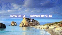 極限測試,蟑螂真那么強?