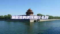 捕鼠籠的誘餌用什么好