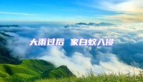 大雨過后 家白蟻入侵
