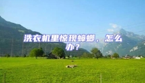洗衣機(jī)里驚現(xiàn)蟑螂,怎么辦?