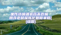 黑作坊噴灑農(nóng)藥殺蒼蠅 用含老鼠屎陳化糧做米糕((組圖)