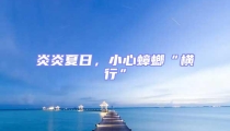 炎炎夏日,小心蟑螂“橫行”