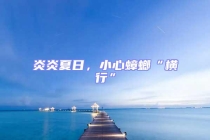 炎炎夏日，小心蟑螂“橫行”