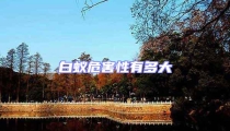 白蟻危害性有多大