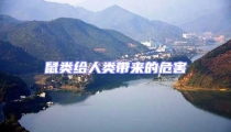 鼠類給人類帶來的危害