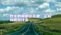 野生的蟑螂住在哪,它們到底吃什么