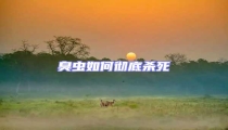 臭蟲如何徹底殺死
