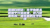 深圳白蟻站:化學物質從額腺中分泌出來,對入侵者形成一道牢固的化學防線