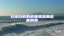 倉庫白蟻的危害情況和危害種類