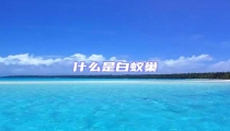 什么是白蟻巢