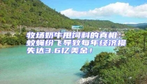 牧場奶牛甩飼料的真相:蚊蠅紛飛導致每年經濟損失達3.6億美金!