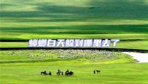 蟑螂白天躲到哪里去了