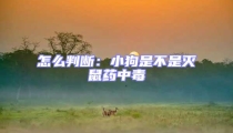 怎么判斷:小狗是不是滅鼠藥中毒