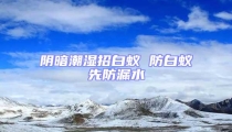 陰暗潮濕招白蟻 防白蟻先防漏水