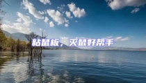 粘鼠板,滅鼠好幫手