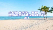 小老鼠大幫手:看看“排雷嗅探鼠”的訓練日常(圖)